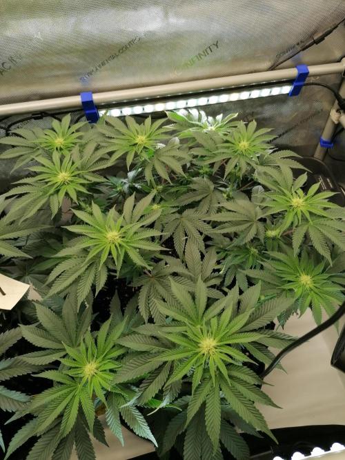 Die nächste Kirsche. Week 8 - #2
