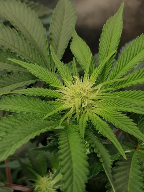 Die nächste Kirsche. Week 8 - #1