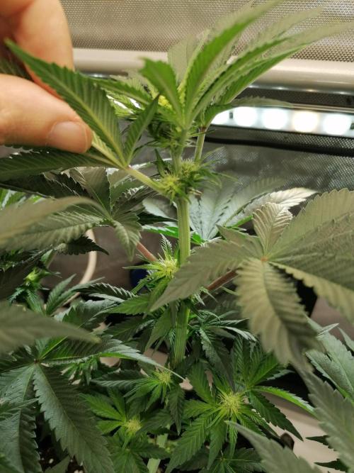 Die nächste Kirsche. Week 8 - #1