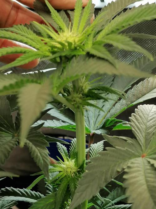 Die nächste Kirsche. Week 8 - #2