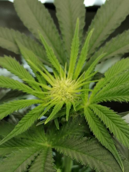 Die nächste Kirsche. Week 8 - #2