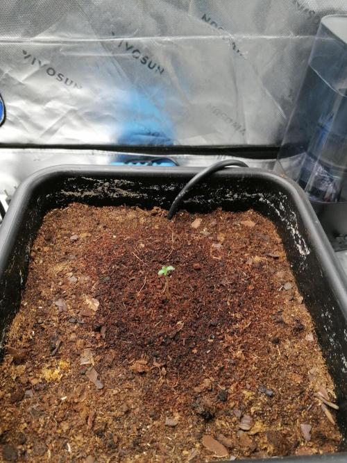 FastBud - Papayton -. Week 0 - #1
Nach 2 tagen