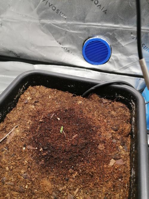 FastBud - Papayton -. Week 0 - #2
Nach 2 tagen