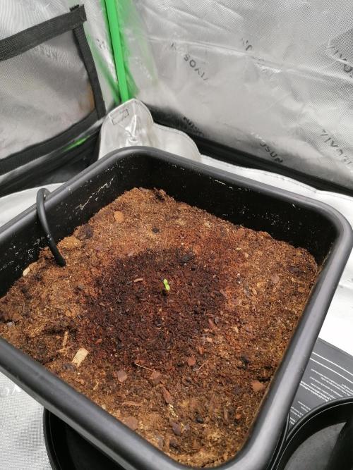 FastBud - Papayton -. Week 0 - #3
Nach 2 tagen