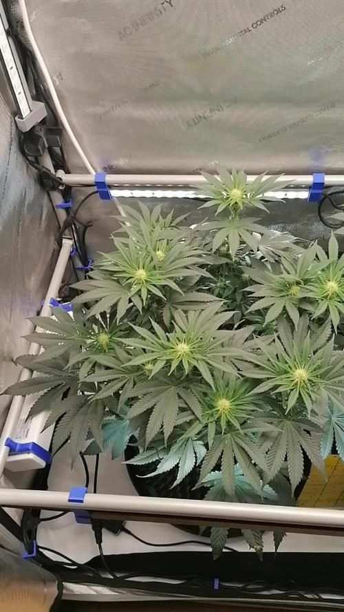 Die nächste Kirsche