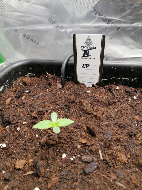 FastBud - Papayton -. Week 1