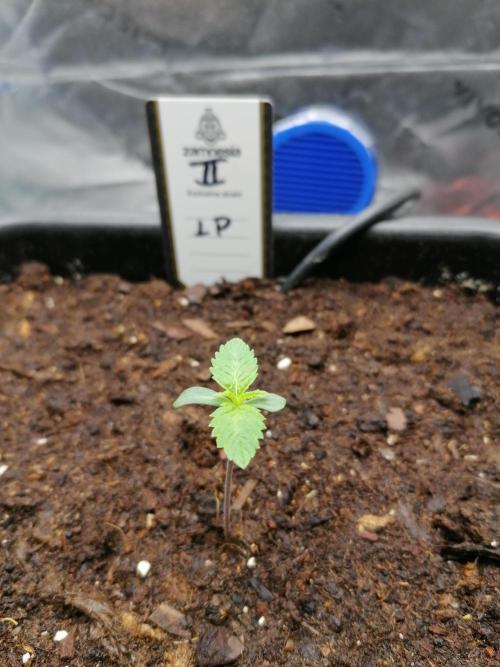 FastBud - Papayton -. Week 1