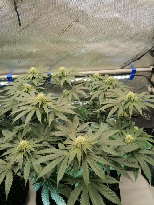 Die nächste Kirsche. Week 9 - Tag21 Blüte
#1