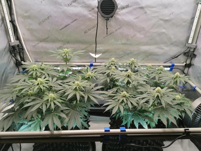 Die nächste Kirsche. Week 9 - Tag21 Blüte 