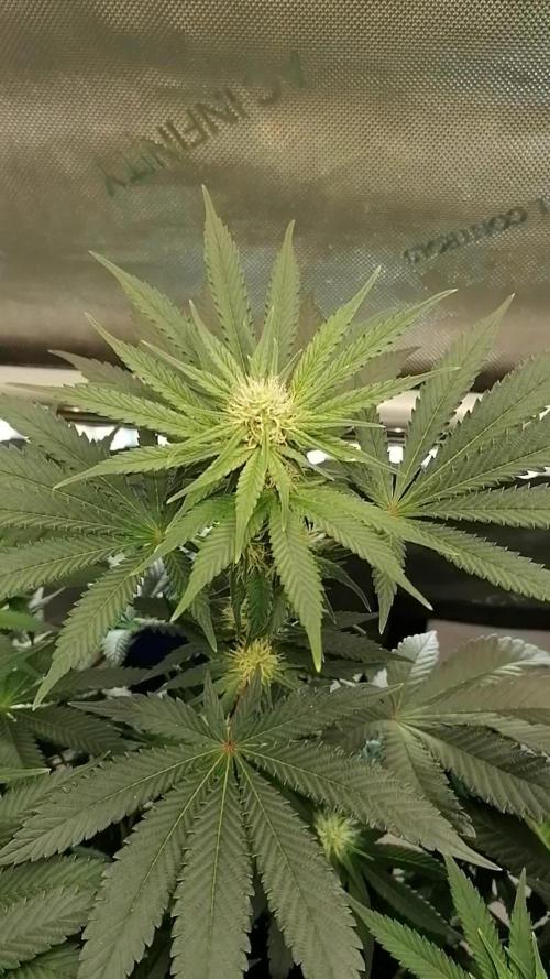 Die nächste Kirsche