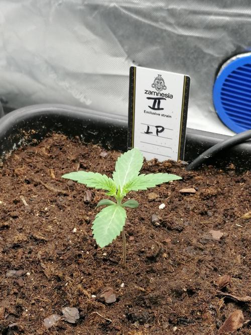 FastBud - Papayton -. Week 1 - W1D4