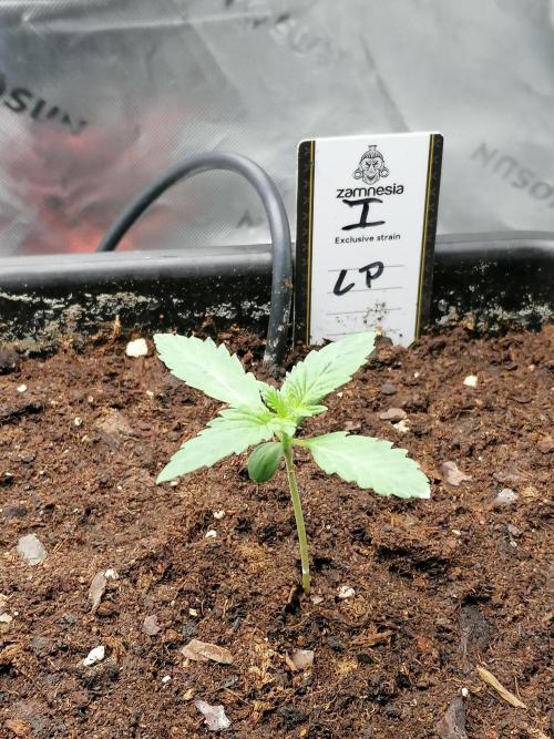 FastBud - Papayton -. Week 1 - W1D4