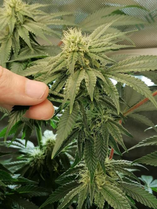 Die nächste Kirsche. Week 9 - Blütetag 25
#1