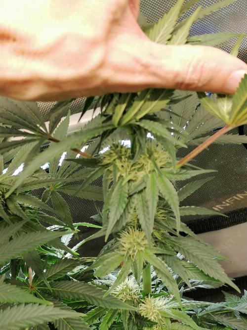 Die nächste Kirsche. Week 9 - Blütetag 25
#2