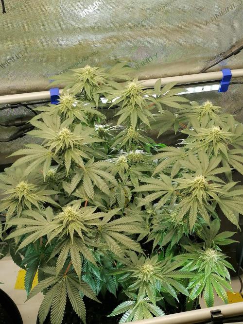 Die nächste Kirsche. Week 9 - Blütetag 25
#1