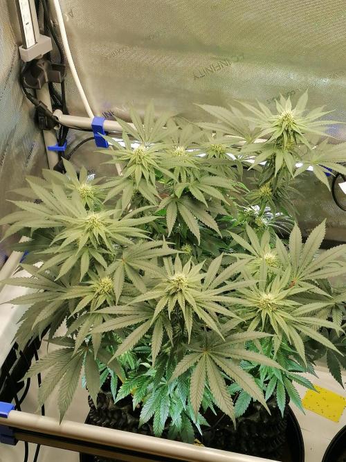 Die nächste Kirsche. Week 9 - Blütetag 25
#2