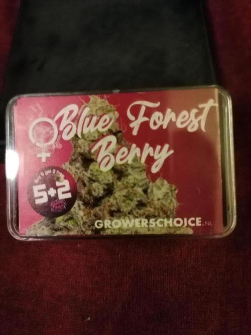 Sweet Berry's. Week 0