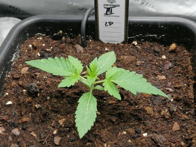 FastBud - Papayton -. Week 2