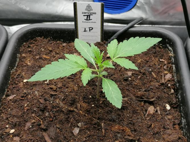 FastBud - Papayton -. Week 2