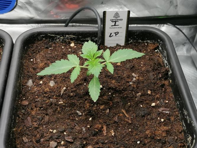 FastBud - Papayton -. Week 2