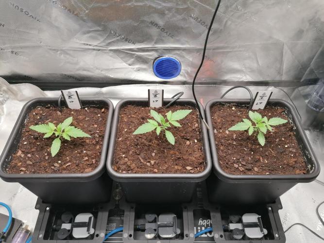 FastBud - Papayton -. Week 2