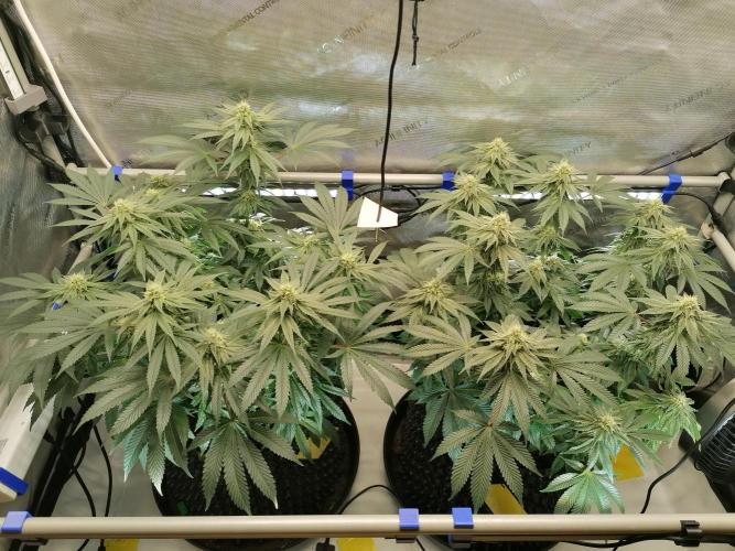 Die nächste Kirsche. Week 10