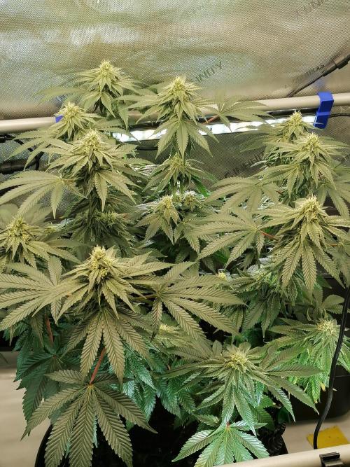 Die nächste Kirsche. Week 10 - #1