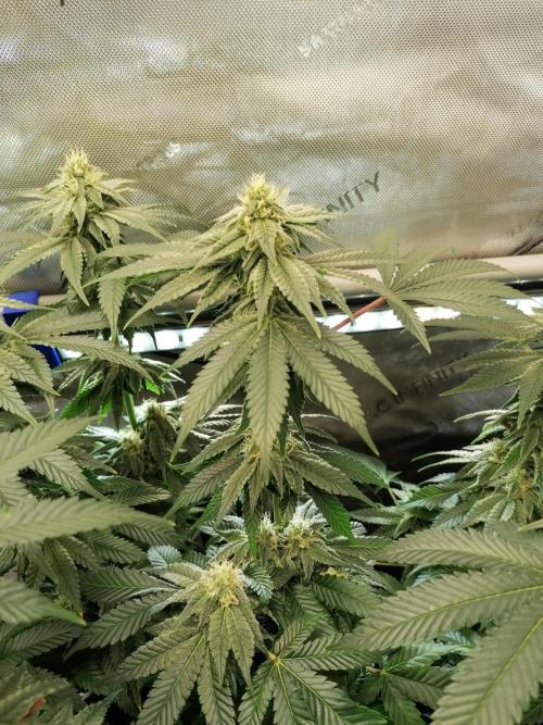 Die nächste Kirsche. Week 10 - #1