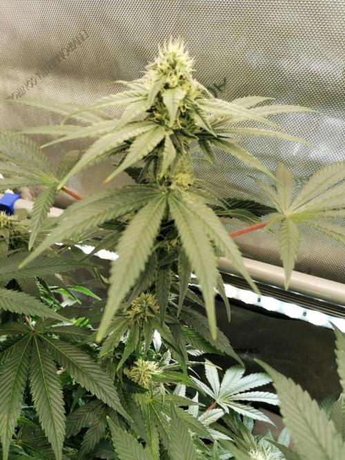 Die nächste Kirsche. Week 10 - #2