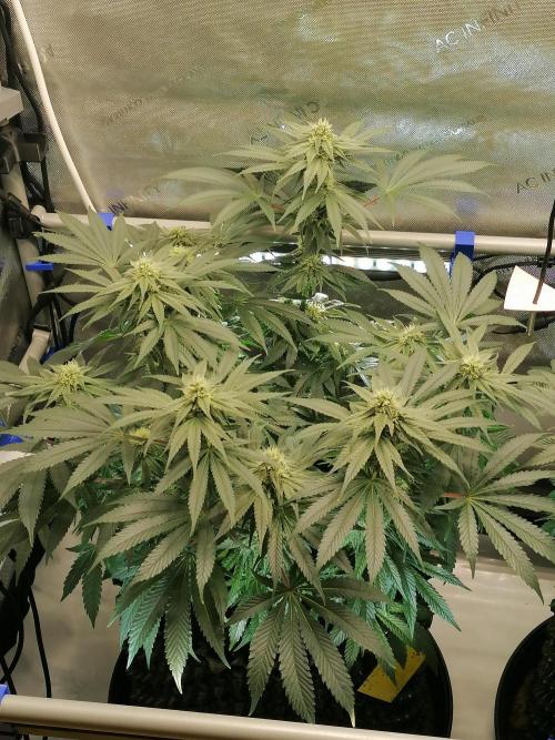 Die nächste Kirsche. Week 10 - #2