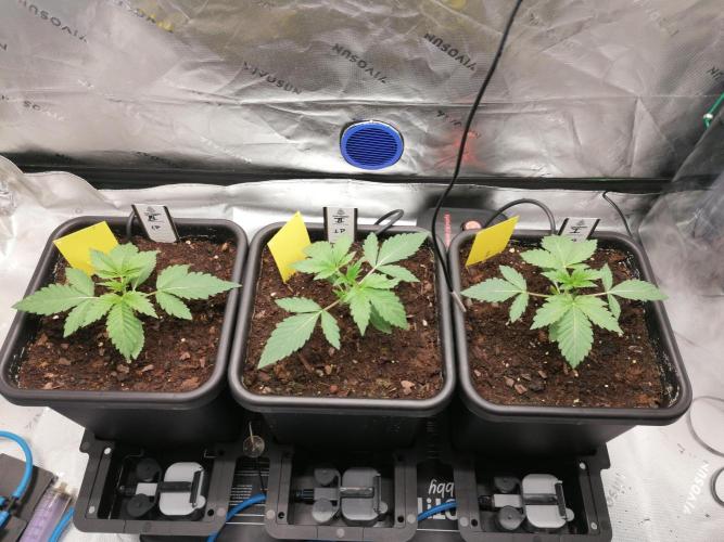 FastBud - Papayton -. Week 2 - W2D17