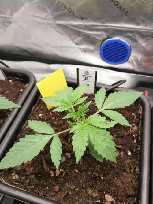 FastBud - Papayton -. Week 2 - W2D17