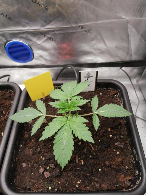 FastBud - Papayton -. Week 2 - W2D17