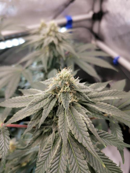 Die nächste Kirsche. Week 10 - Tag31 Blüte
#1