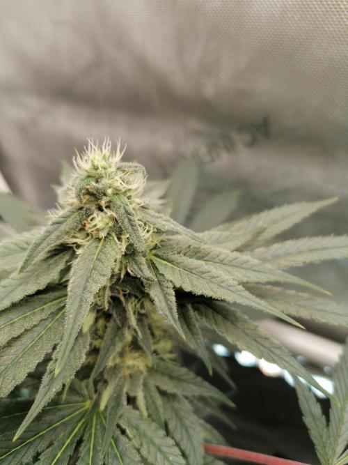 Die nächste Kirsche. Week 10 - Tag31 Blüte
#2