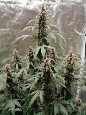 Comment by Brujha77 photo #1