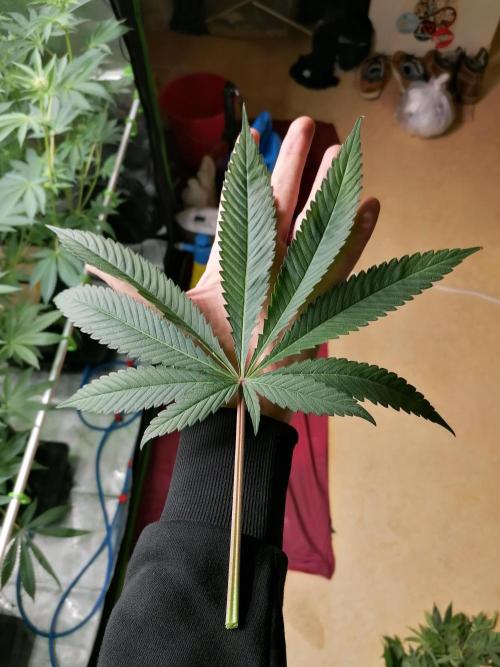 Nectar Drip (Zamnesia&TICAL). Week 9