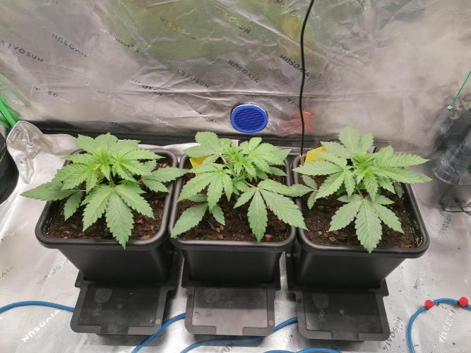 FastBud - Papayton -. Week 3 - W3D21