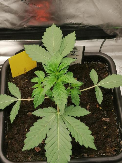 FastBud - Papayton -. Week 3 - W3D21
#1