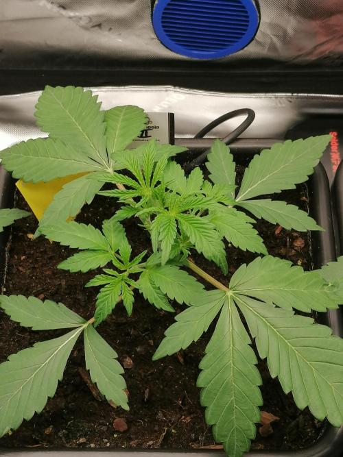 FastBud - Papayton -. Week 3 - W3D21
#2
