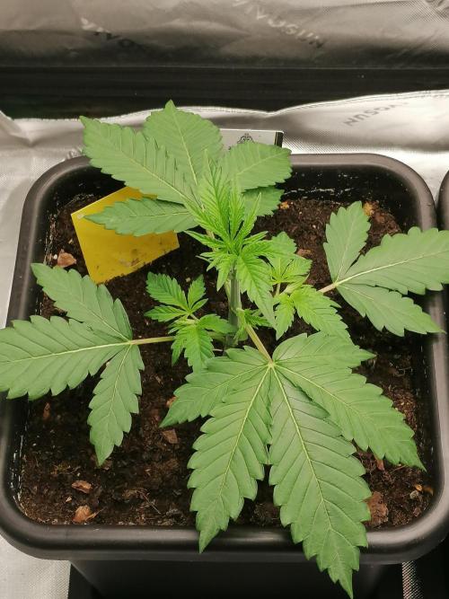 FastBud - Papayton -. Week 3 - W3D21
#3