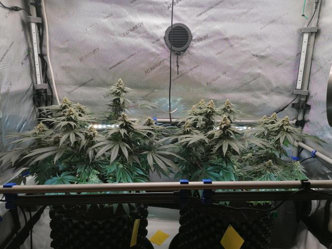 Die nächste Kirsche. Week 11 - W6D36