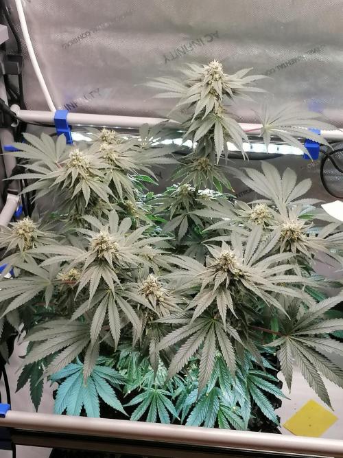 Die nächste Kirsche. Week 11 - W6D36 
#2