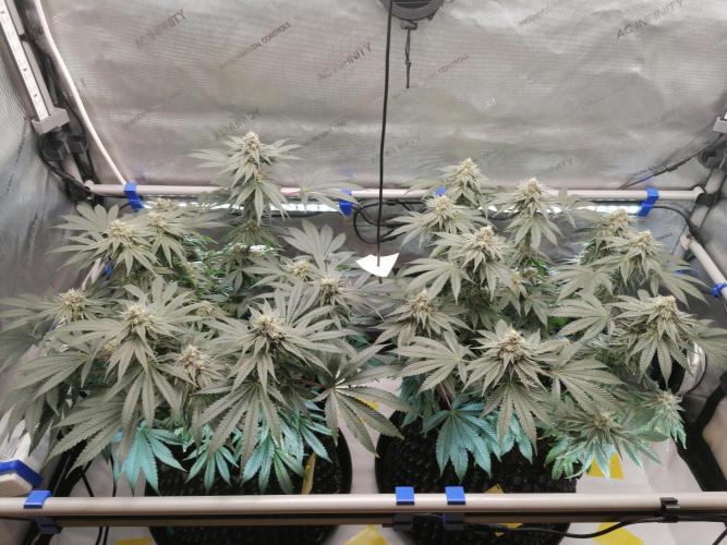 Die nächste Kirsche. Week 11 - W6D36