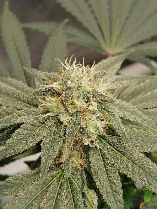 Die nächste Kirsche. Week 11 - W6D36 
#2