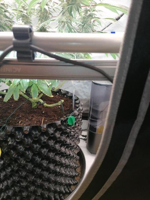 Die nächste Kirsche. Week 11 - W6D38
#1
Ein Trieb weniger😢 😢 