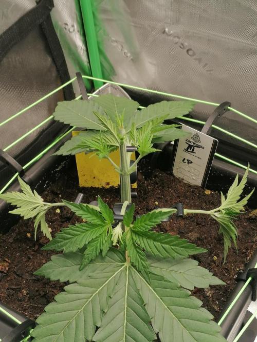 FastBud - Papayton -. Week 3 - W3D24
#3