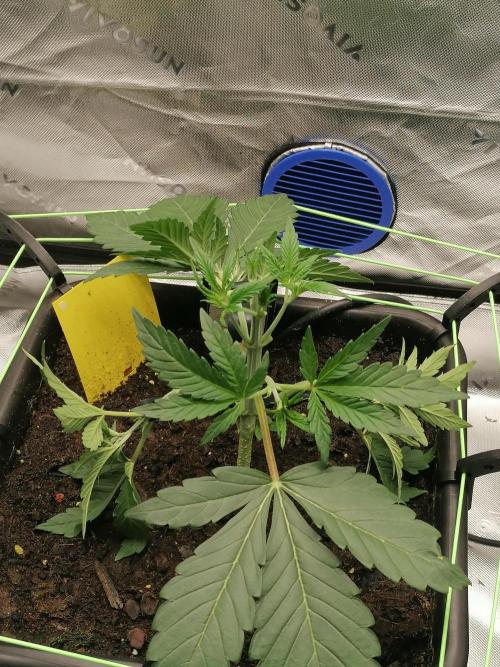FastBud - Papayton -. Week 3 - W3D24
#2