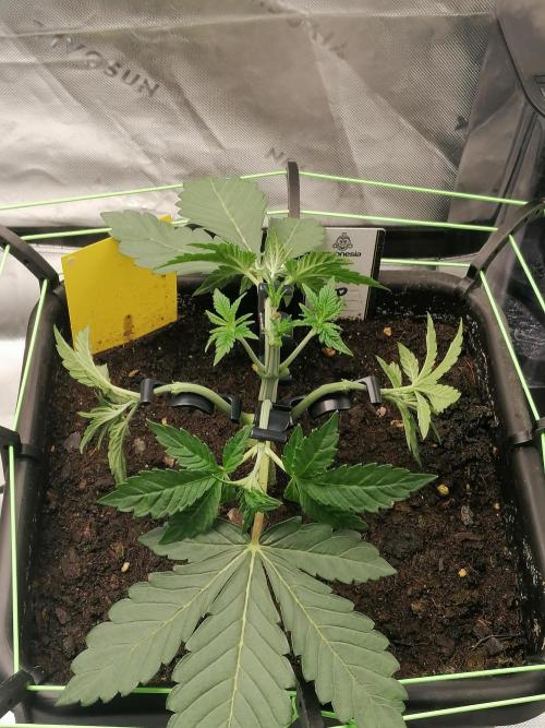 FastBud - Papayton -. Week 3 - W3D24
#1
