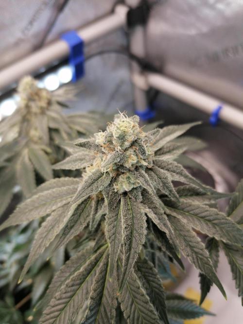 Die nächste Kirsche. Week 11 - W6D39
#1